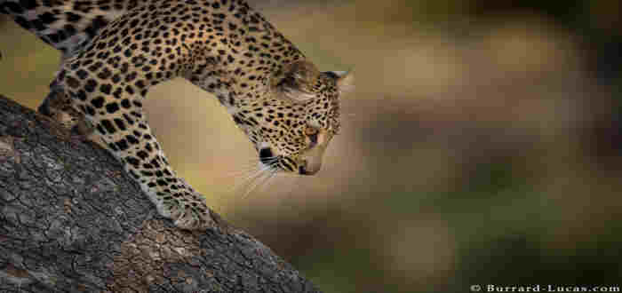 LEOPARD